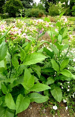 Nicotiana Tabacum Plant in Garden